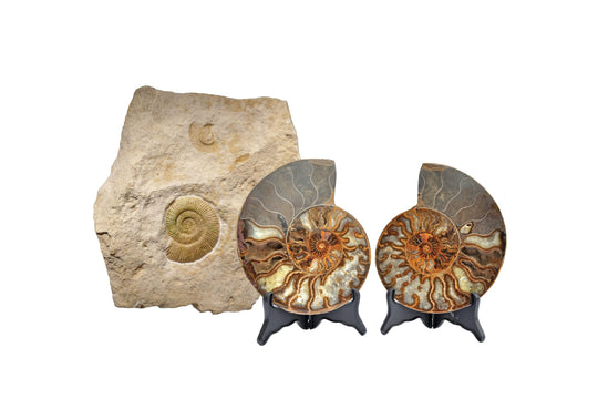 Gem Crystal Kollektion - Ammonite Pair ca. 15,00 cm
