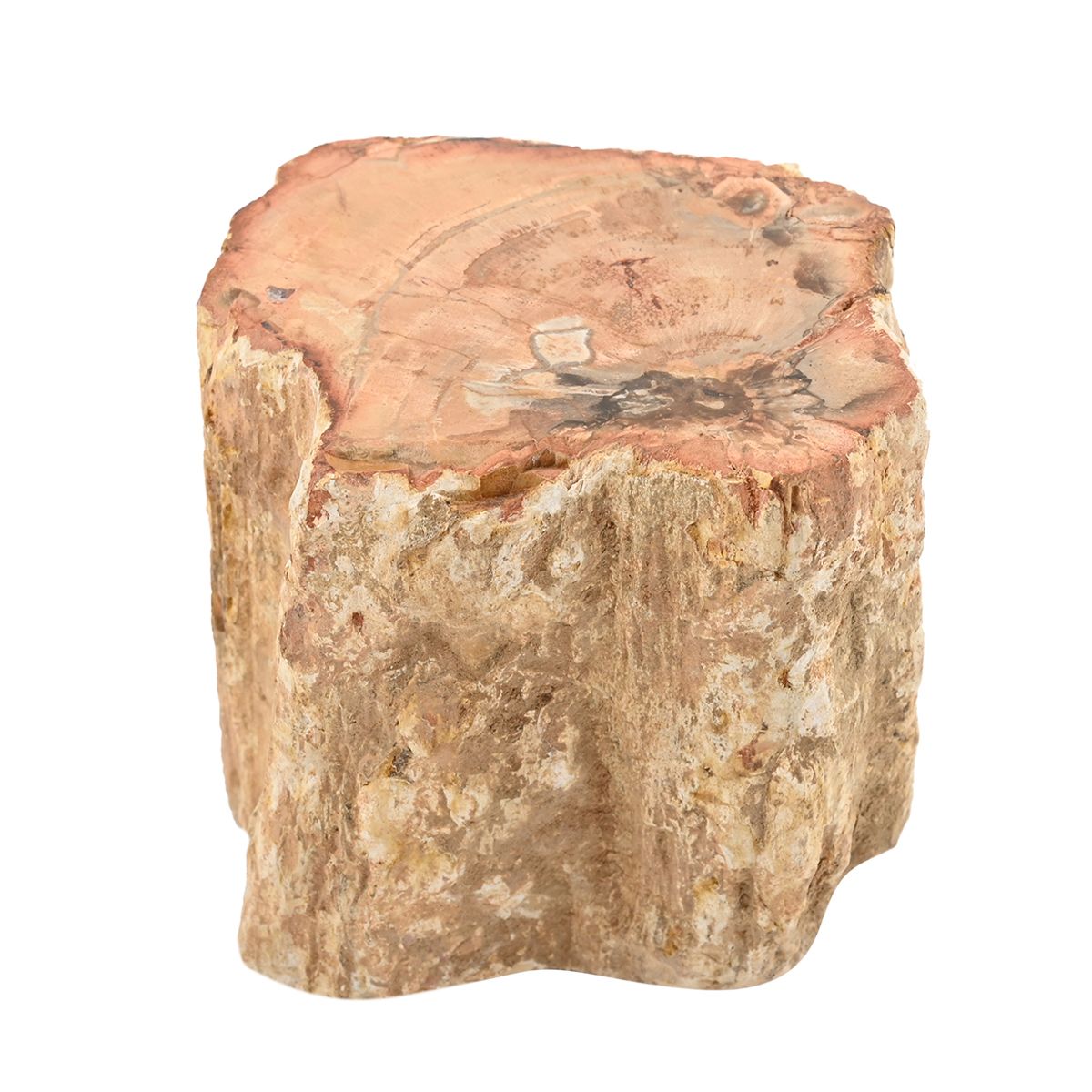 Gem Crystal Kollektion - Versteinertes Holz - S, ca. 2000 cts.