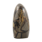 Gem Crystal Kollektion - Septarian - M, ca. 1750 cts.