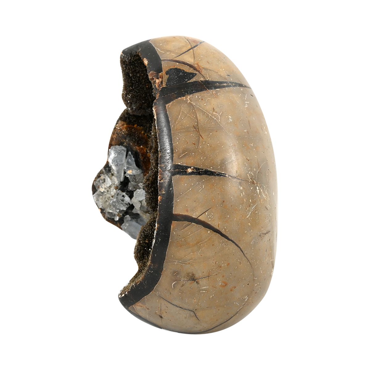 Septarian Drachen-Ei