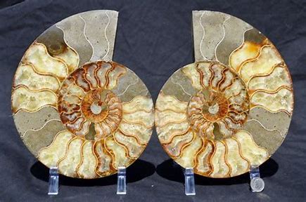 Gem Crystal Kollektion - Ammonite Pair ca. 10,00 cm