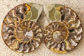Gem Crystal Kollektion - Ammonite Pair ca. 10,00 cm