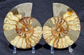 Gem Crystal Kollektion - Ammonite Pair ca. 15,00 cm