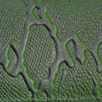 Grün