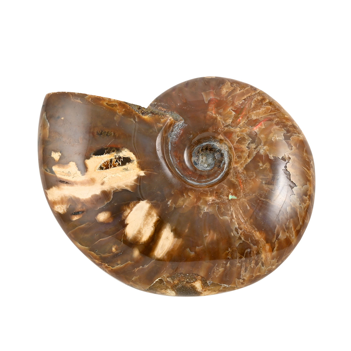 Gem Crystal Kollektion - Rote Ammonitscheibe Spiralschnecke Fossilie - klein - ca. 500 cts.
