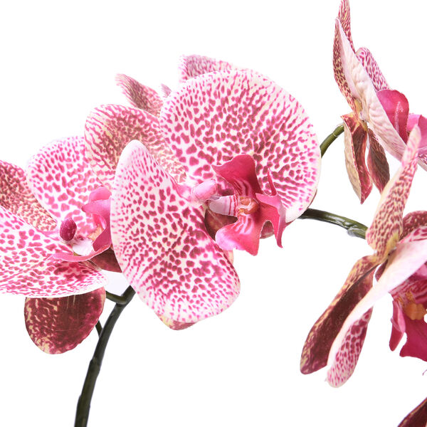 Tiger Orchidee mit schwarzem Keramik Teller image number 2