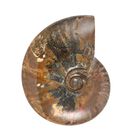 Rote Ammonitscheibe Spiralschnecke Fossilie - Medium ca. 850 cts. image number 0