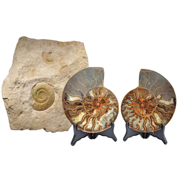 Gem Crystal Kollektion - Ammonite Pair ca. 17.50 cm image number 2