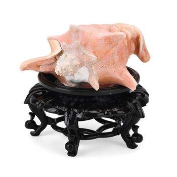 Nat&uuml;rliche rosa K&ouml;nigsmuschel Perle mit Harzsockel