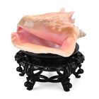 Natürliche Rosa Königsmuschel Perle mit Harzsockel Edelsteinzubehör