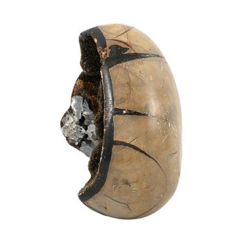 Septarian Drachen-Ei, M - 2000 ct.