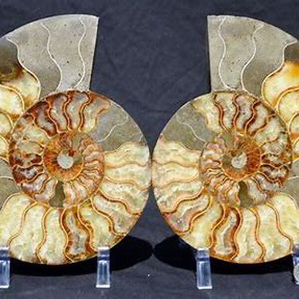 Gem Crystal Kollektion - Ammonite Pair ca. 25,00 cm