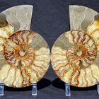 Gem Crystal Kollektion - Ammonite Pair ca. 20,00 cm