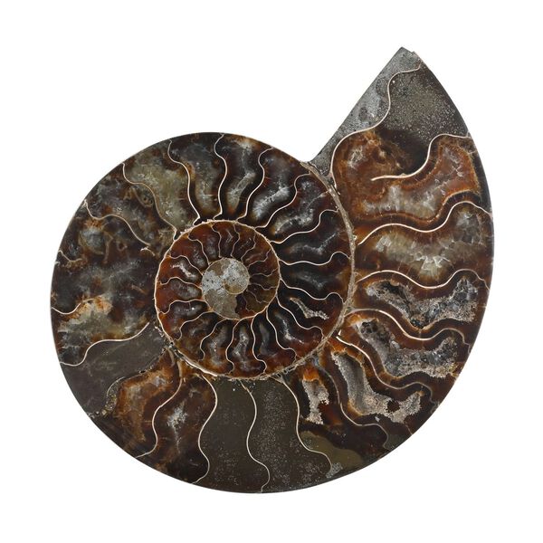 Gem Crystal Kollektion - Ammonitscheibe Spiralschnecke Fossilie - XL, ca. 3500 cts.