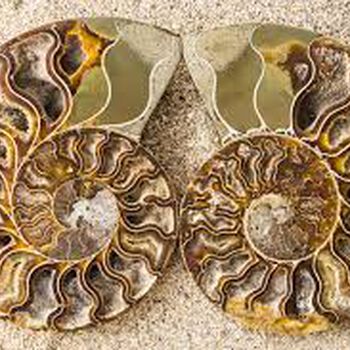 Gem Crystal Kollektion - Ammonite Pair ca. 25,00 cm