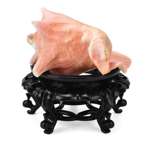 Natürliche Rosa Königsmuschel Perle mit Harzsockel Edelsteinzubehör image number 5