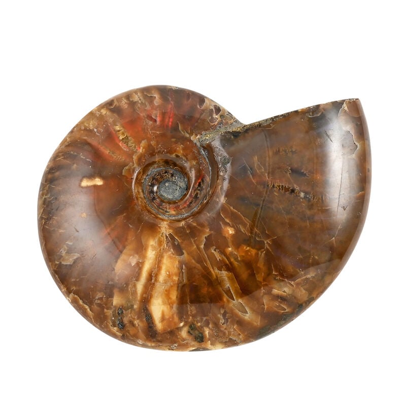 Gem Crystal Kollektion - Rote Ammonitscheibe Spiralschnecke Fossilie - klein - ca. 500 cts. image number 0