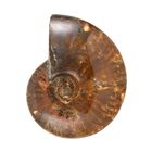 Rote Ammonitscheibe Spiralschnecke Fossilie - Medium ca. 850 cts. image number 1