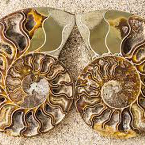 Gem Crystal Kollektion - Ammonite Pair ca. 17.50 cm image number 1