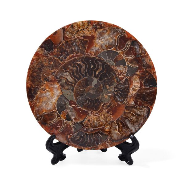 Madagaskar Ammonit Fossil mit St&auml;nder