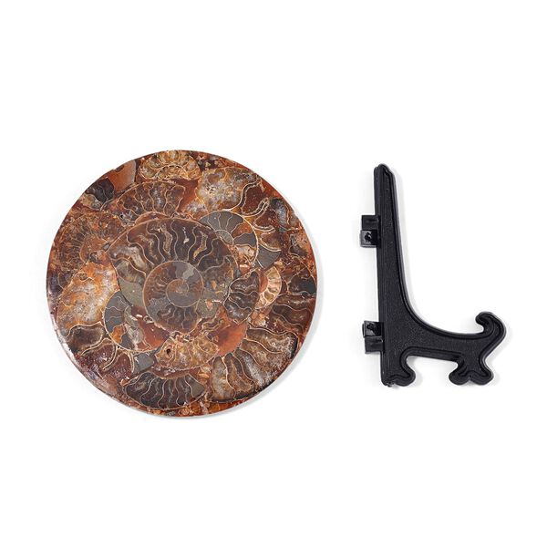 Madagaskar Ammonit Fossil mit St&auml;nder image number 5