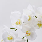 THE 5TH SEASON: Weiße Schmetterlingsorchideen mit Vase, Kunstblumen, Größe: 28x15x43 cm  image number 1