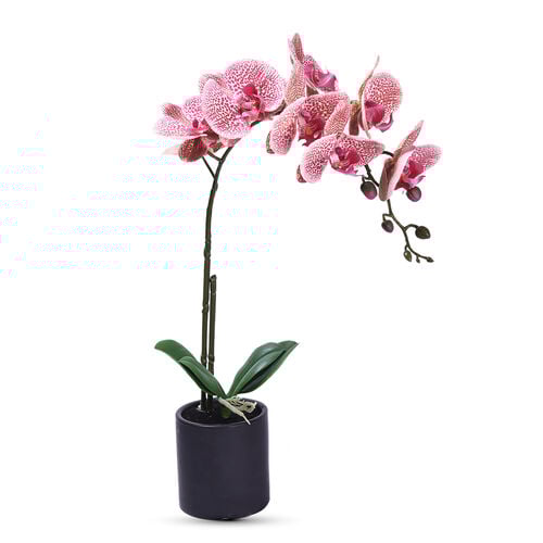 Tiger Orchidee mit schwarzem Keramik Teller image number 0