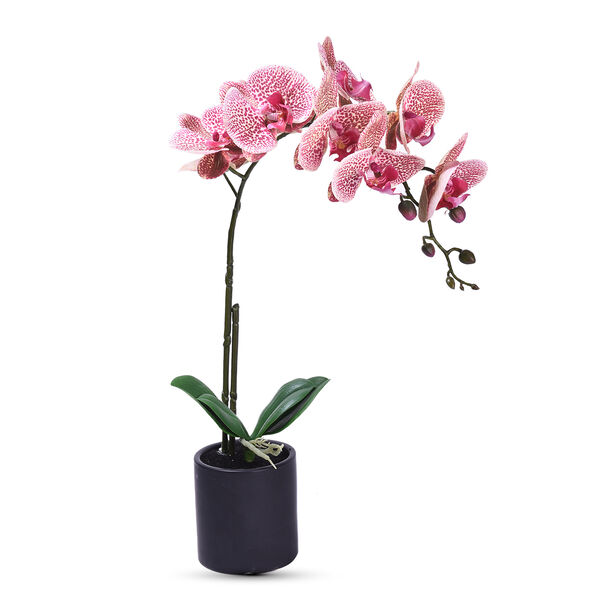 Tiger Orchidee mit schwarzem Keramik Teller image number 0