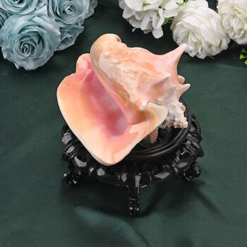 Nat&uuml;rliche rosa K&ouml;nigsmuschel Perle mit Harzsockel