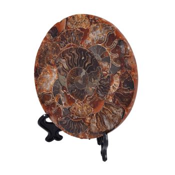 Madagaskar Ammonit Fossil mit St&auml;nder