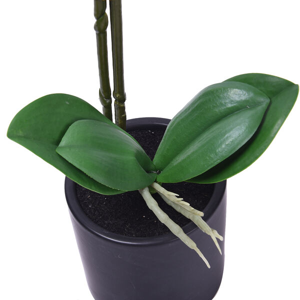 Tiger Orchidee mit schwarzem Keramik Teller image number 3