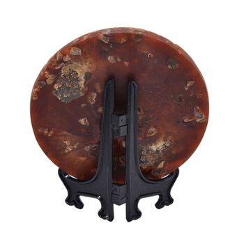 Madagaskar Ammonit Fossil mit St&auml;nder