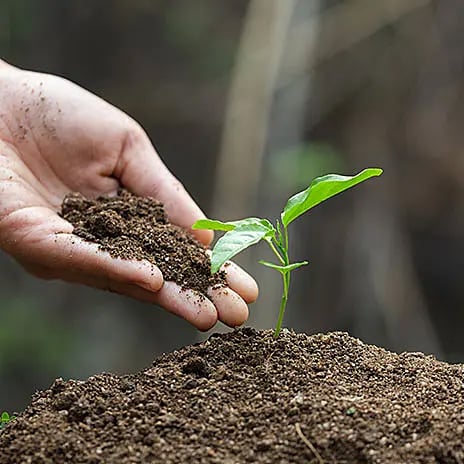 Reforestation